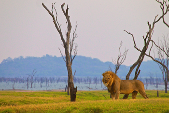 Konkamoya Lodge: Löwe am Seeufer
