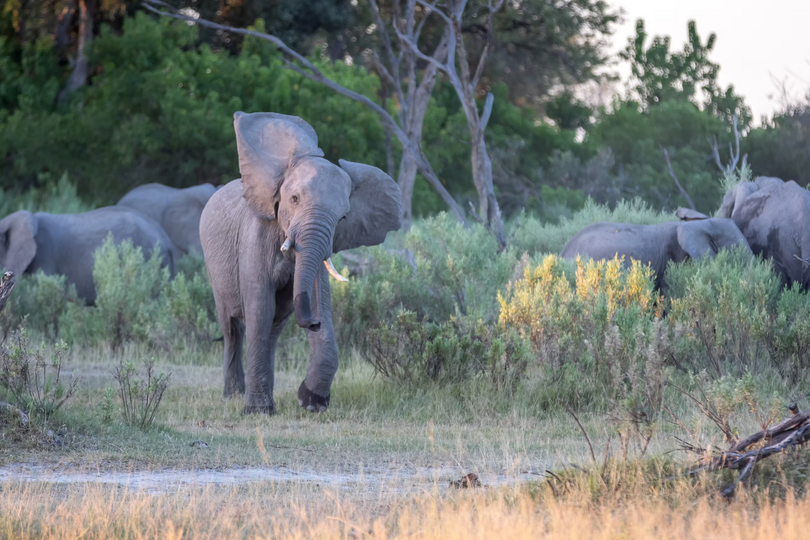Kwapa Camp Kwapa Camp: Junger Elefant