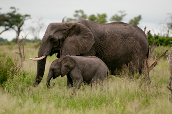 Lebala Camp Lebala Camp: Elefantenkuh mit Kalb