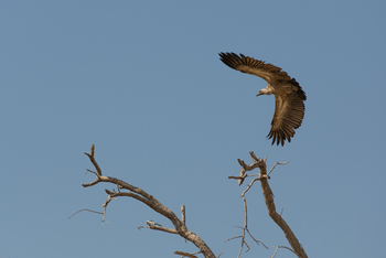 Little Machaba Camp: Weißrückengeier