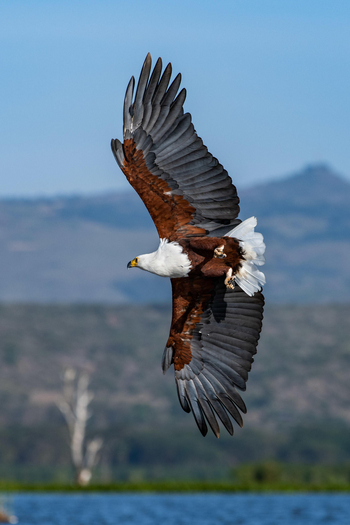 Loldia House: Lake Naivasha