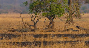 Luambe Camp: Getarntes Impala