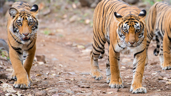 Mahua Kothi: Tigergruppe