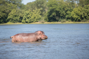 Mvuu Lodge: Hippo