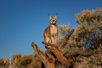Naankuse Lodge: Spähender Karakal