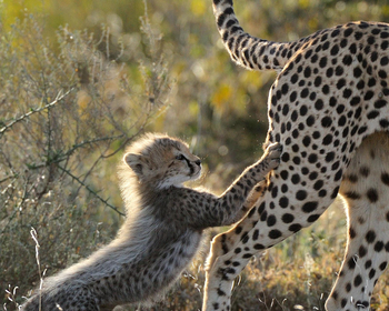 Ndutu Safari Lodge: Gepard