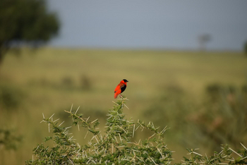 Nile Safari Lodge: Red Bishop