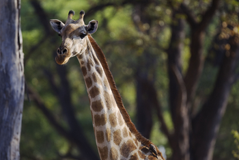 Okuti Camp: Giraffenhals