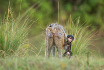 Royal Zambezi Lodge: Baby Baboon mit Mutter