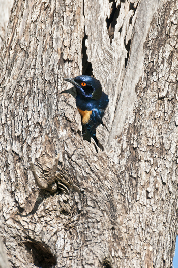 Saruni Samburu: Hildebrandt's Starling