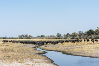 Savuti Camp Savuti Camp: Büffelherde