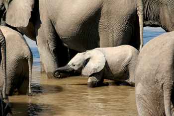 Shenton Safaris Shenton Safaris: Elephant Hide