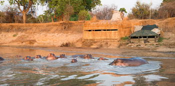 Shenton Safaris: Hippo Hide