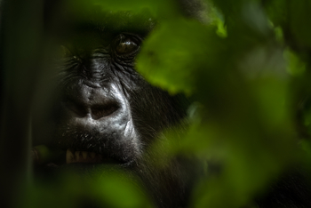 Singita Kwitonda Lodge: Gesicht ganz nah