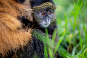 Singita Kwitonda Lodge: Golden Monkey Baby