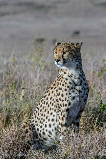 Sirikoi Lodge Sirikoi Lodge: Gepard