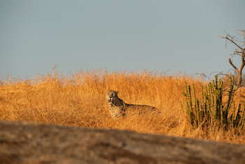 Sujan Jawai: Leopard im Gras