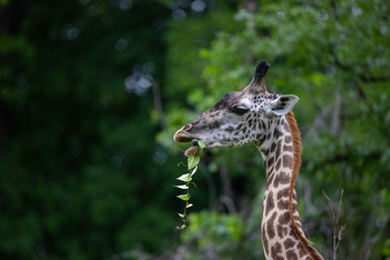 Sungani Lodge Sungani Lodge: Giraffe