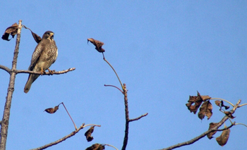 Svasara Jungle Lodge: White-Eyed Buzzard
