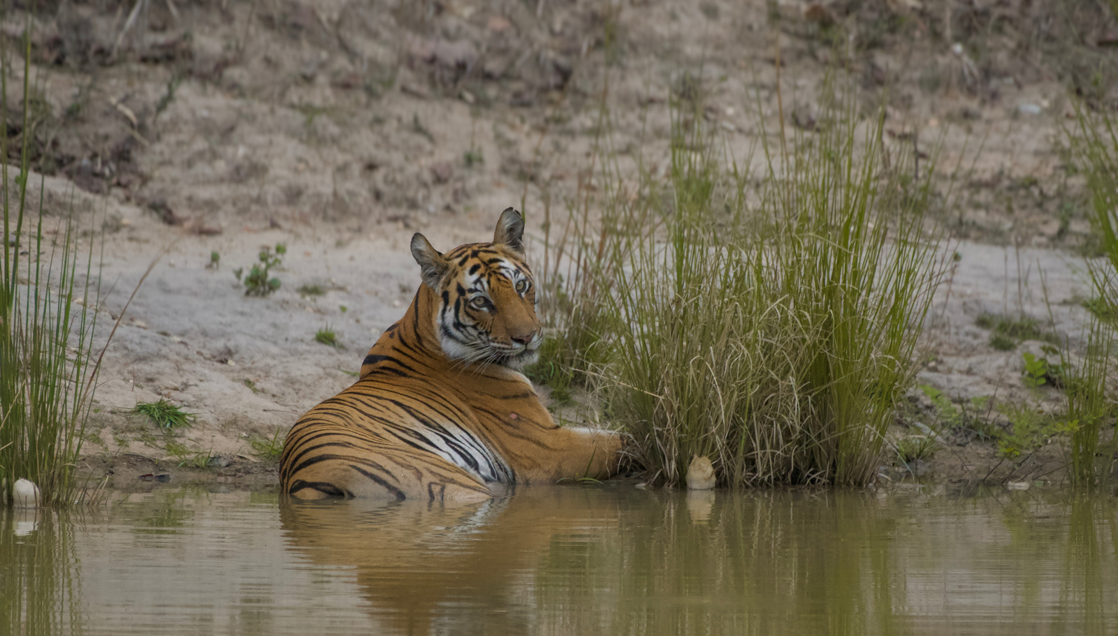 The Oberoi Vindhyavilas Wildlife Resort The Oberoi Vindhyavilas Wildlife Resort: Raa am Mahaman Wasserloch