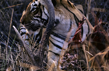 Tiger in Ranthambore National Park
