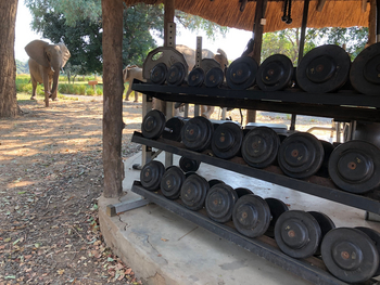 Track and Trail River Camp Track and Trail River Camp: Elefant am Gym