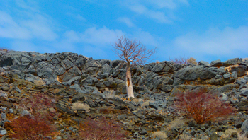Twyfelfontein Country Lodge: Toter Baum