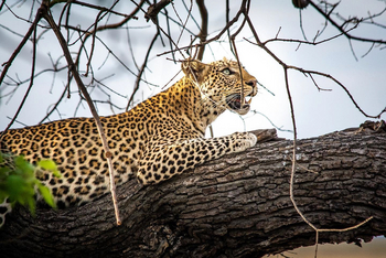 UOBS Chobe National Park: Leopard