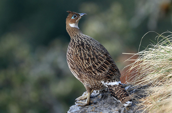 Vanghat: Himalayan Monal Female