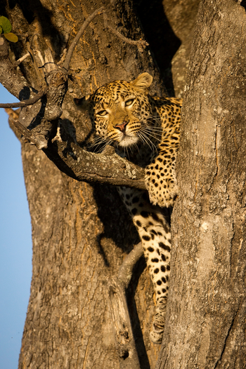 Vumbura Plains Camp: Leopard in Astgabel