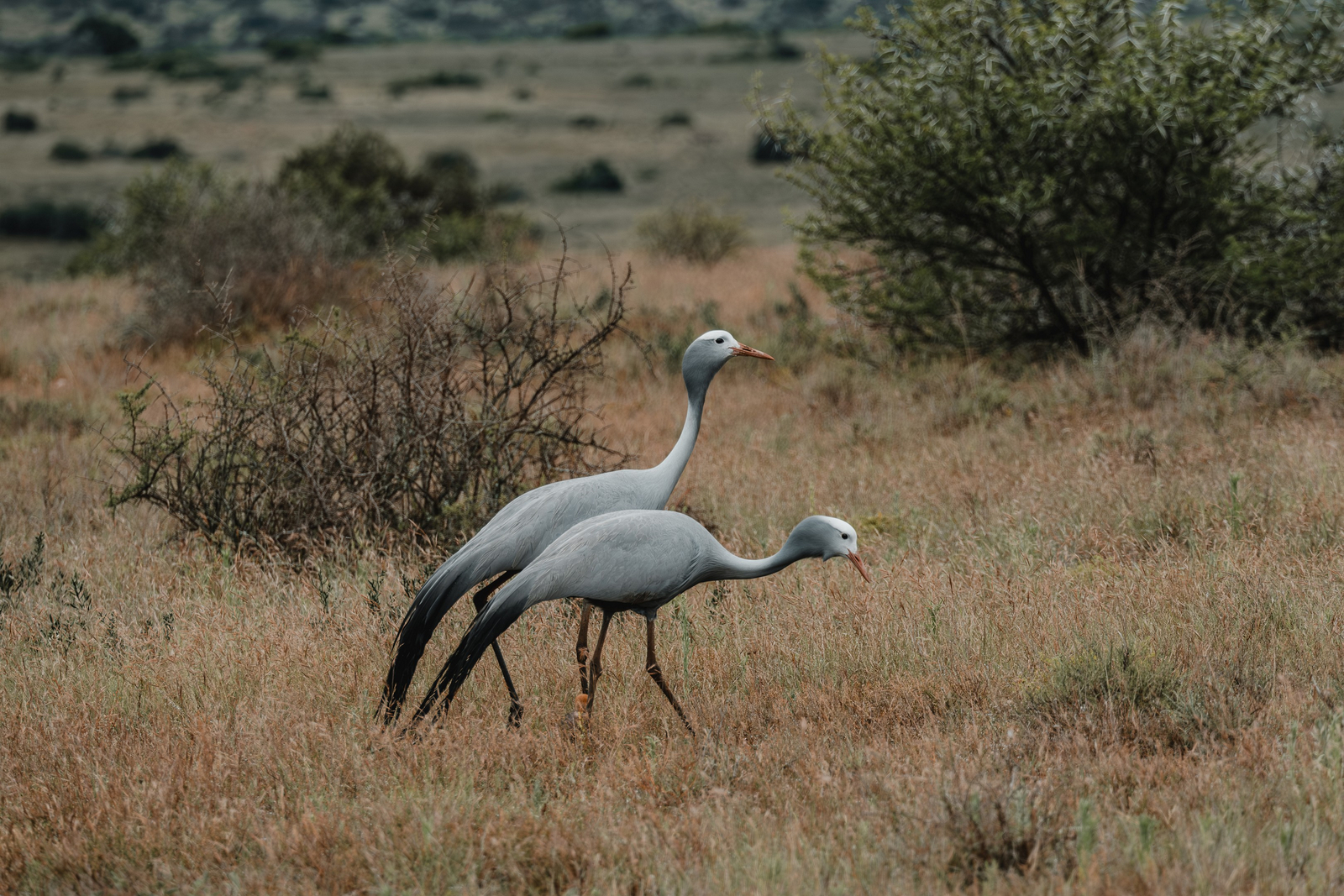 Kwandwe Private Game Reserve Kwandwe Private Game Reserve