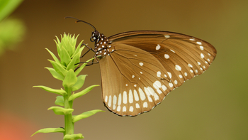 Bagh Villas: Schmetterling