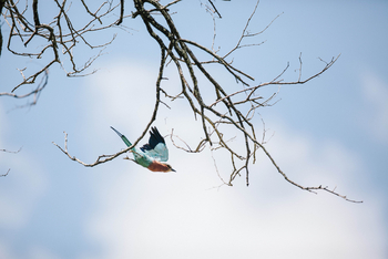 Chilo Ivory Trail Adventure: Gabelracke im Flug