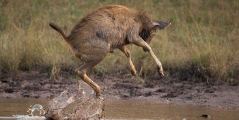 Denwa Backwater Escape: Tollhirsch