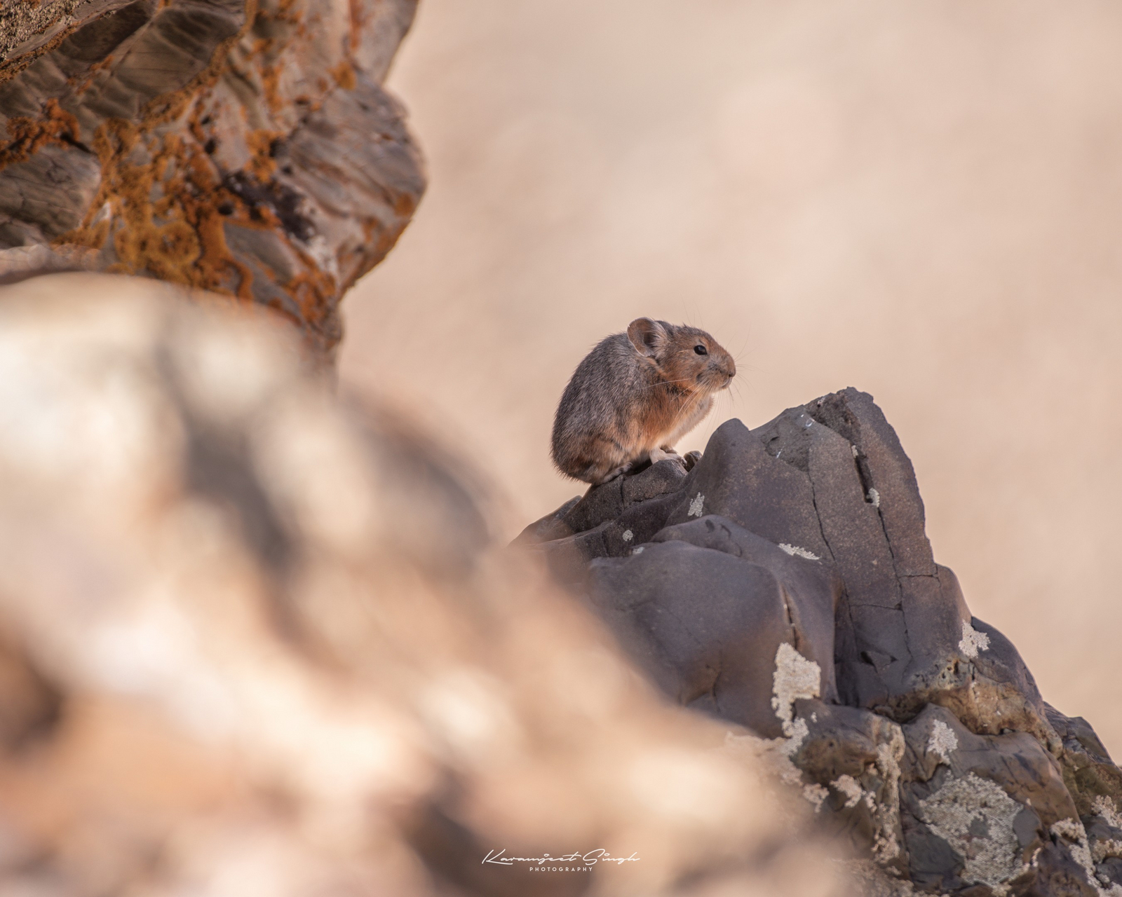 Drenmo Lodge Drenmo Lodge: Ladakh Pika - Zabra