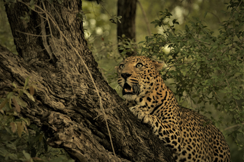 Dulini River: Leopard im Baum