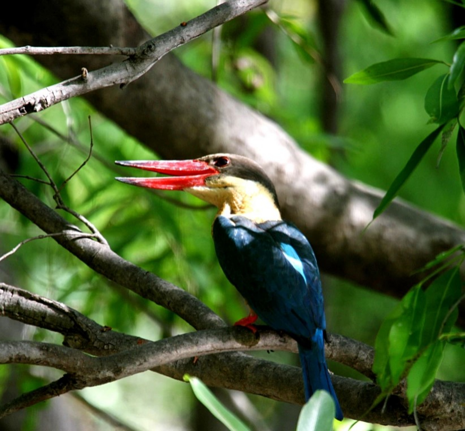 Emerald Tiger Retreat Emerald Tiger Retreat: Stork-billed Kingfisher