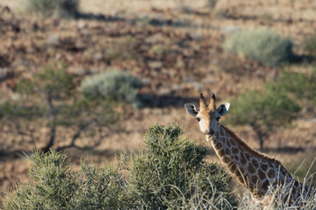 Etendeka Mountain Camp Etendeka Mountain Camp: Giraffenhals