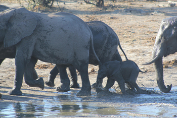 Ghoha Hills Savuti Lodge Ghoha Hills Savuti Lodge: Elefantenbaby