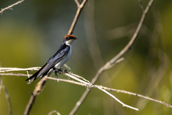 Ichingo Chobe River Lodge: Uferschwalbe
