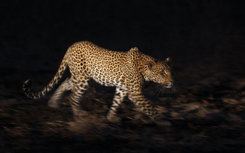 Kafunta River Lodge: Leopard im Dunkeln