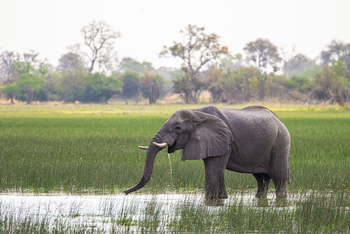 Karangoma Camp: Elefant im seichten Wasser