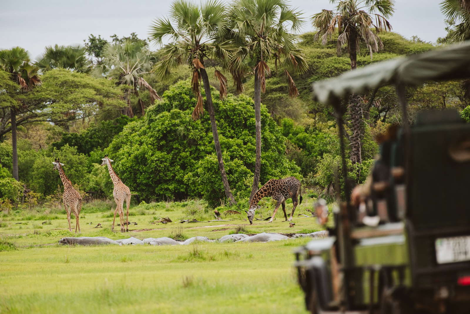 Katavi Wildlife Camp Katavi Wildlife Camp: Giraffen auf Safari