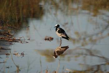 Macatoo Camp: Blacksmith Plover