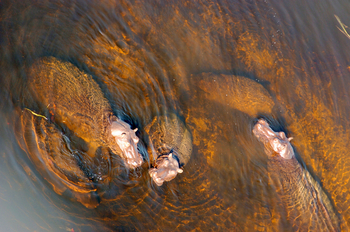 Macatoo Camp: Hippos in der Xigera Lagoon