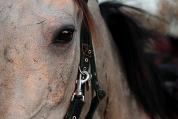 Macatoo Camp: Zaumzeug