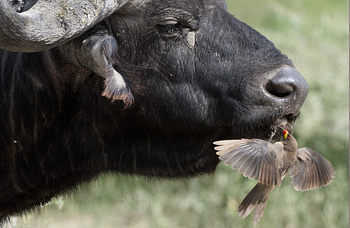 Mara River Post Mara River Post: Büffel und Oxpecker