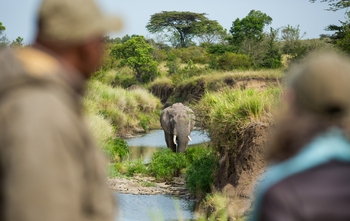 Mara Toto Tree Camp: Elefant im FLussbett