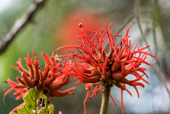 Mihingo Lodge: Baumblüte