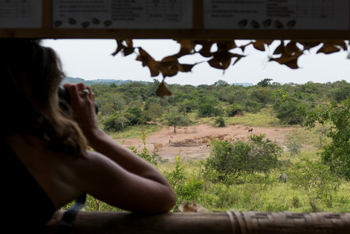 Mihingo Lodge: Gast im Beobachtungsunterstand
